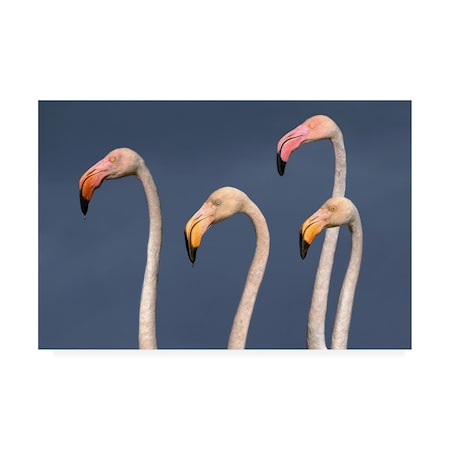 Xavier Ortega 'Flamingos Close Up' Canvas Art,22x32
